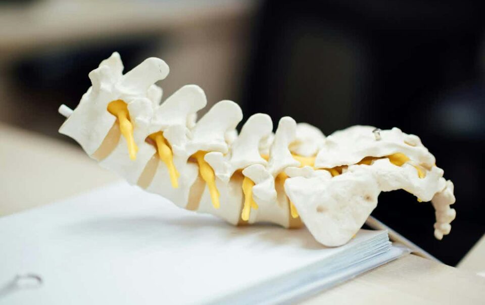 picture of a spinal cord model